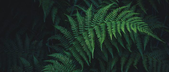 nick-cooper-731773-unsplash